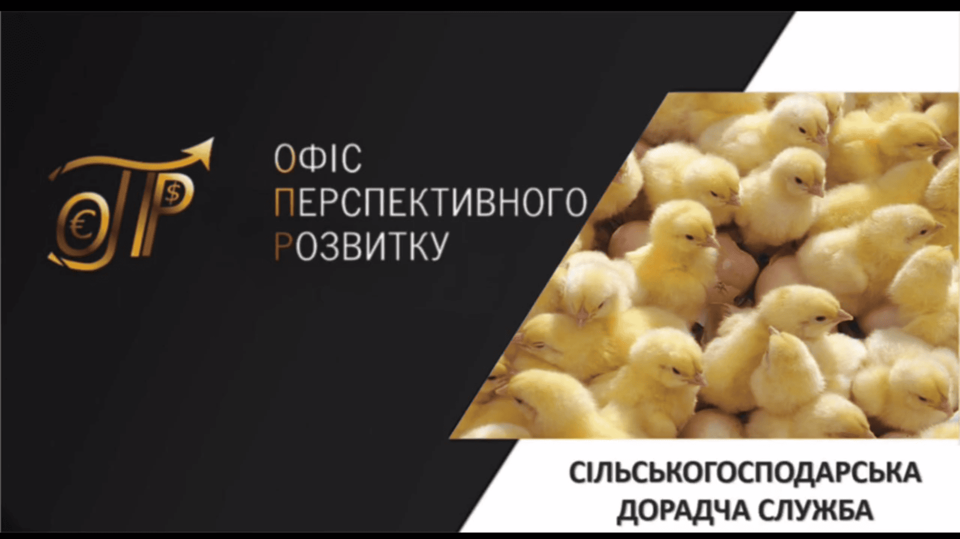 Сезонна підтримка селянських господарств у Запорізькій області за Програмою ООН (ФАО) (курчата, 2023)